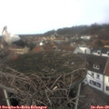 12_55-nest.jpg