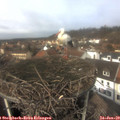 13_00-nest.jpg