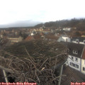 13_45-nest.jpg