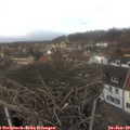 13_50-nest.jpg