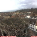 14_35-nest.jpg