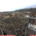14_50-nest.jpg