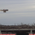 16_10-mast.jpg