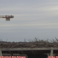 16_15-mast.jpg