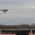 16_20-mast.jpg