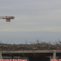 16_25-mast.jpg