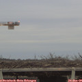 16_30-mast.jpg