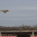 16_50-mast.jpg