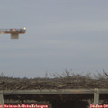 16_55-mast.jpg