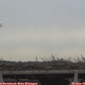 09_00-mast.jpg