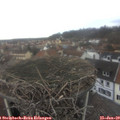 11_00-nest.jpg