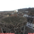 12_00-nest.jpg