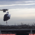 12_15-mast.jpg