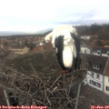 12_50-nest.jpg