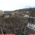13_00-nest.jpg