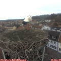 13_10-nest.jpg