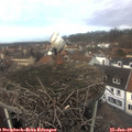 13_20-nest.jpg