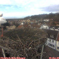 13_25-nest.jpg
