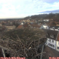 14_50-nest.jpg