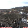 15_30-nest.jpg