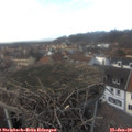 15_45-nest.jpg