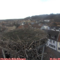 15_50-nest.jpg