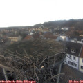 16_05-nest.jpg
