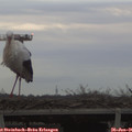 08_10-mast.jpg
