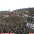 08_15-nest.jpg