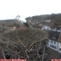 08_20-nest.jpg