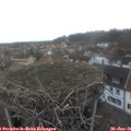 08_25-nest.jpg