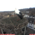 09_15-nest.jpg