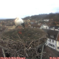 09_20-nest.jpg