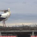 09_35-mast.jpg
