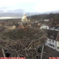 10_00-nest.jpg