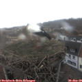 10_45-nest.jpg