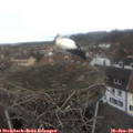 11_00-nest.jpg