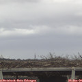 11_20-mast.jpg