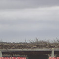 11_25-mast.jpg