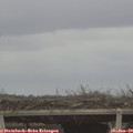 11_30-mast.jpg