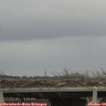 11_35-mast.jpg