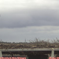 11_40-mast.jpg