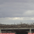 11_45-mast.jpg