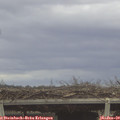 11_55-mast.jpg