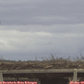12_10-mast.jpg