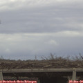 12_15-mast.jpg