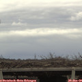 12_20-mast.jpg