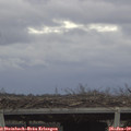 12_35-mast.jpg