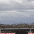 12_40-mast.jpg