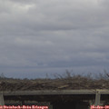 13_00-mast.jpg